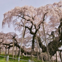 世界の人に勧めたい桜、三春滝桜☆