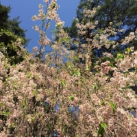 花ざかりの東北。しだれ桜の滝に入ってみたら