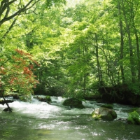 【東北の名所】初夏の奥入瀬渓流