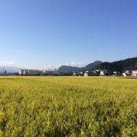 発見・今日の一枚「ツバメ旅立つ季節」