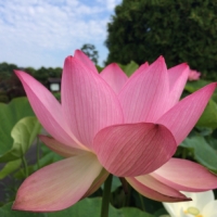 発見・今日の一枚「蓮の花、色とりどり」