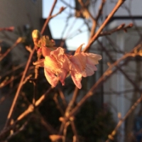 花で年を越した河津桜。咲く花のこころ