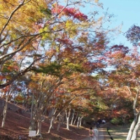 【地元探訪】伊豆半島屈指の紅葉の名所、修善寺自然公園