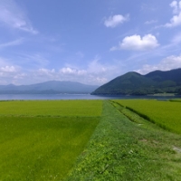 知られざる水田が持つ役割