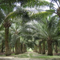 パーム油と熱帯雨林の伐採について
