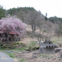 飯舘村は桜の花盛り