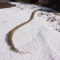 雪のさんぽ道で見つけた「冬の龍」