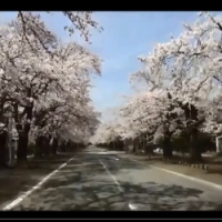 桜の名所「夜の森」と富岡町の桜の映像
