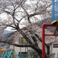 仮設住宅に咲く桜