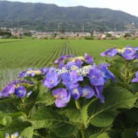 開成町あじさいの里はまだ見頃