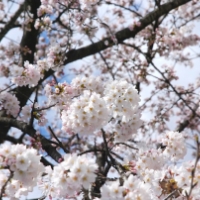 桜咲く春の吹雪
