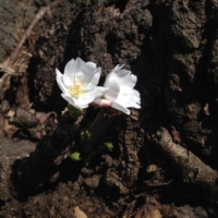 さくら開花