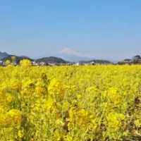 【春を見つけた】富士山と菜の花畑