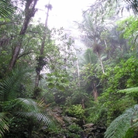 100年後には熱帯雨林がなくなっているかもしれない