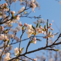 遠野 猿ヶ石川に咲く桜