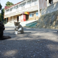 田代島、猫のいる風景【旅レポ】