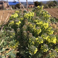 発見・今日の三枚目「畑に咲いたブロッコリーの花」