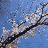 春は別れの季節と言うけれど