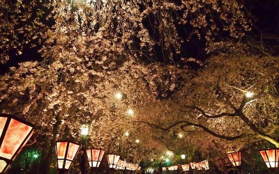 幽玄の美、三嶋大社夜桜