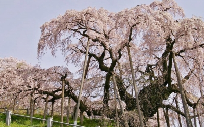 世界の人に勧めたい桜、三春滝桜☆