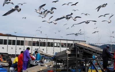 東日本大震災・復興支援リポート 「女川漁港の水揚げ風景」