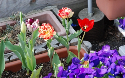 仮設住宅の花壇の向こう側