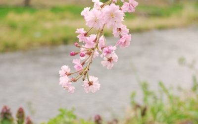枝垂れ桜の花言葉