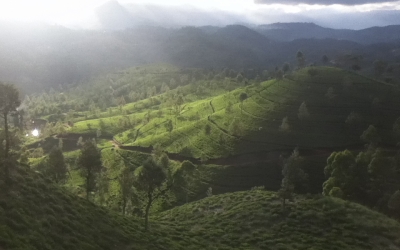 スリランカ旅行記　～ハプタレー茶畑散歩～