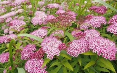 絶滅危惧の植物が自生する「浮島ヶ原自然公園」