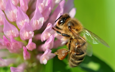 ミツバチ絶滅危機で人類も危機！？～ネオニコチノイド系農薬の危険性～