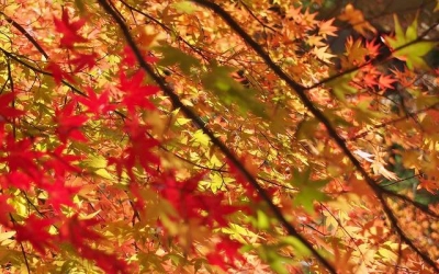 陽光に輝く紅葉 ～河口湖にて～