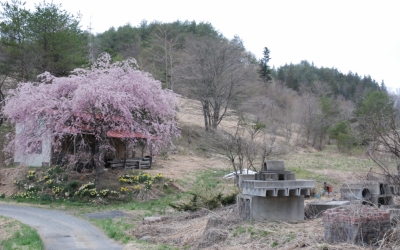 飯舘村は桜の花盛り