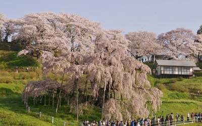 今年の見ごろは4月20日前後か？三春の滝桜