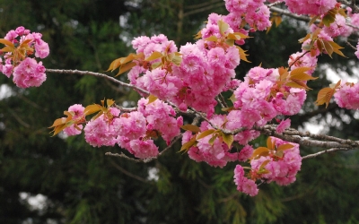 八重桜の花言葉