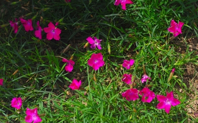 四季咲きナデシコの花言葉