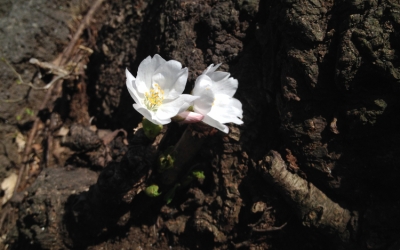 さくら開花