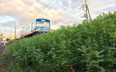 線路のそばのミントの丘