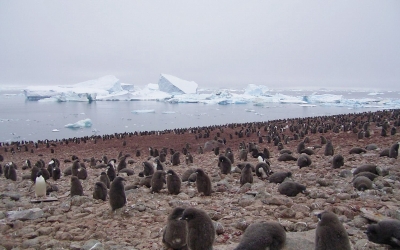 南極ツアーで見たペンギンレポート♪
