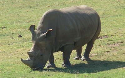 乱獲や密猟により絶滅の危機に瀕する動物たち