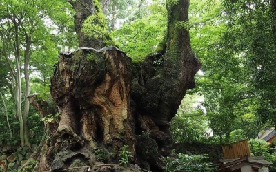 近所に日本で２番目の巨木があった！ ～来宮神社の大クス～