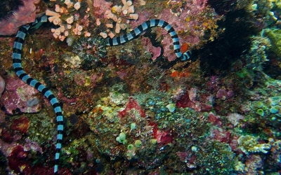 海水浴シーズン真っ盛り、海の危険生物について Vol.7 ～ウミヘビ編～