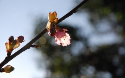 東北に ふくらむ桜 春がくる