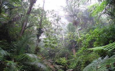 100年後には熱帯雨林がなくなっているかもしれない