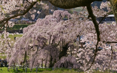 今週末見ごろか、三春滝桜♪