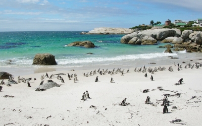 【世界一周の旅・アフリカ編 Vol.19】南アフリカのビーチにいた意外な動物