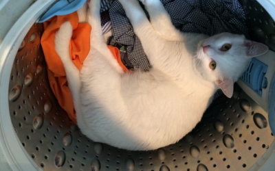 発見・今日の一枚「猫の洗濯機」