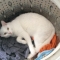 発見・今日の一枚「猫の洗濯機」No.2