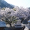 陸前高田の人が言った「住田は桜がいっぱい」という言葉