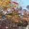 【地元探訪】伊豆半島屈指の紅葉の名所、修善寺自然公園