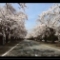 桜の名所「夜の森」と富岡町の桜の映像